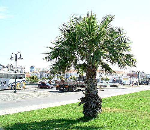 Palm Washingtonia